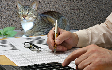keyboard and cat